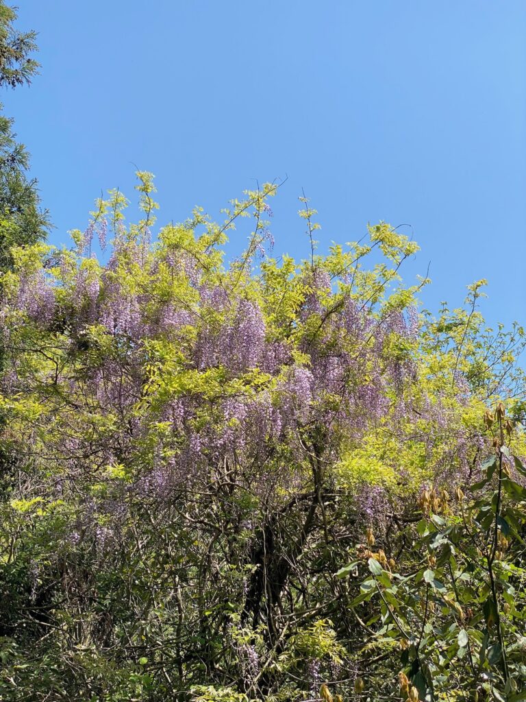 藤の花