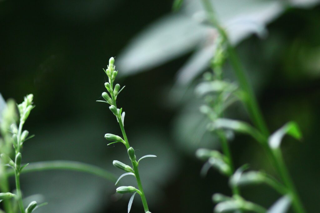 植物