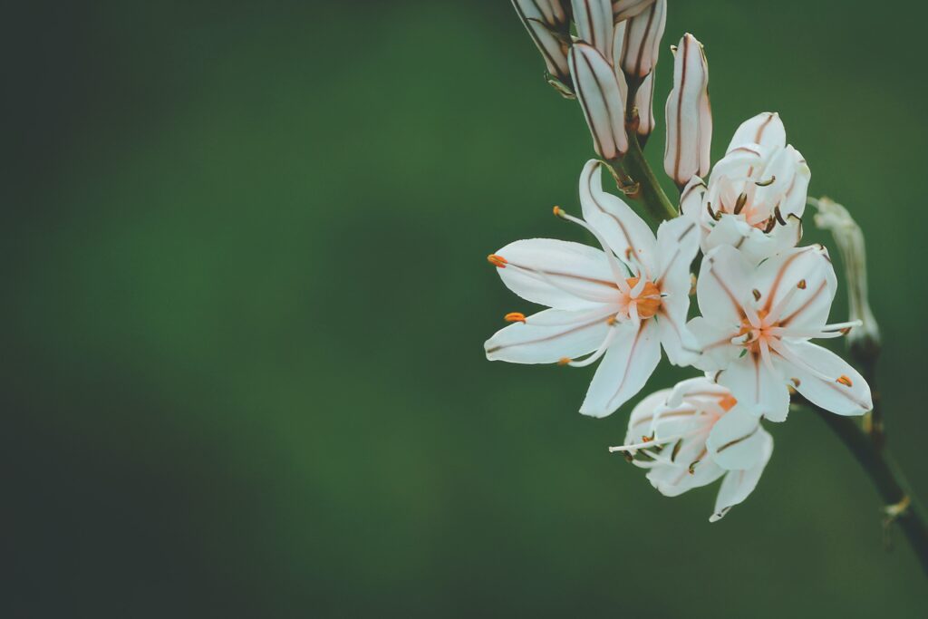 お花