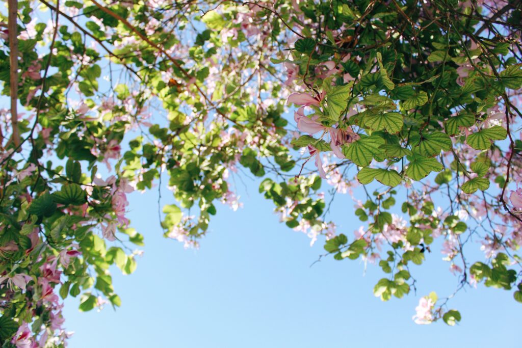 お花とお空